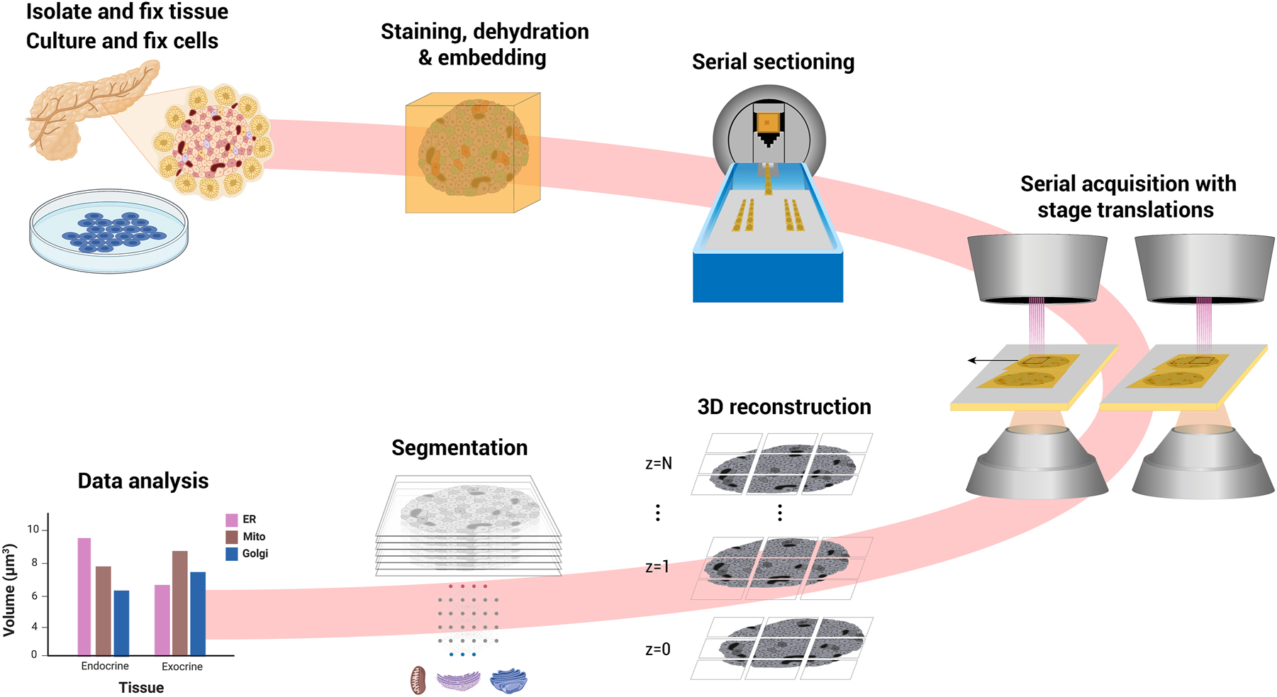 Automated SEM imaging pipeline